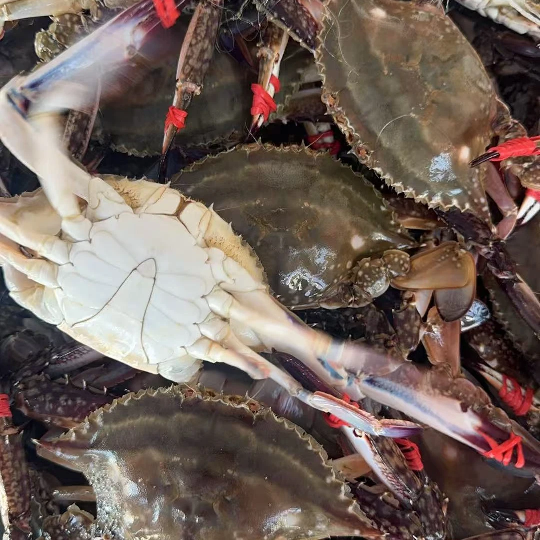 【保鲜不保活】【大公】鲜活梭子蟹 2-3斤八九成肥（单只4-5两左右）