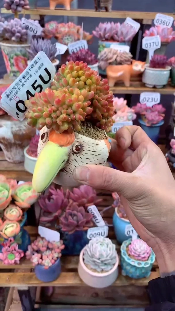 045 U（一物一拍，精品多肉，w所见即所得 ）