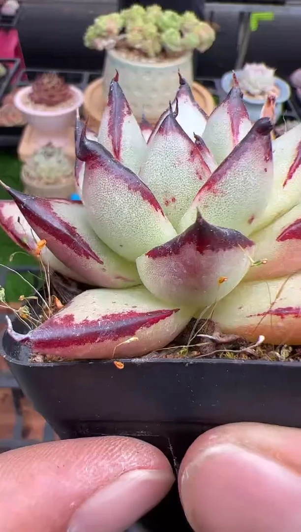 东云多肉园二店-280