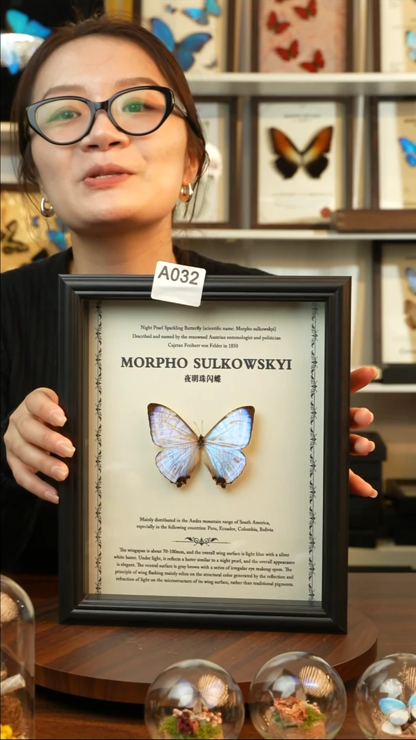 夜明珠闪蝶-英文（10寸欧式黑框）A032