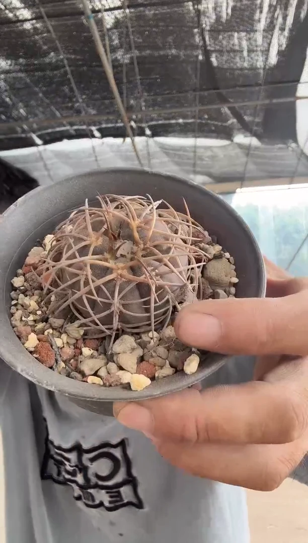 实生大号浮刺天平丸39.99