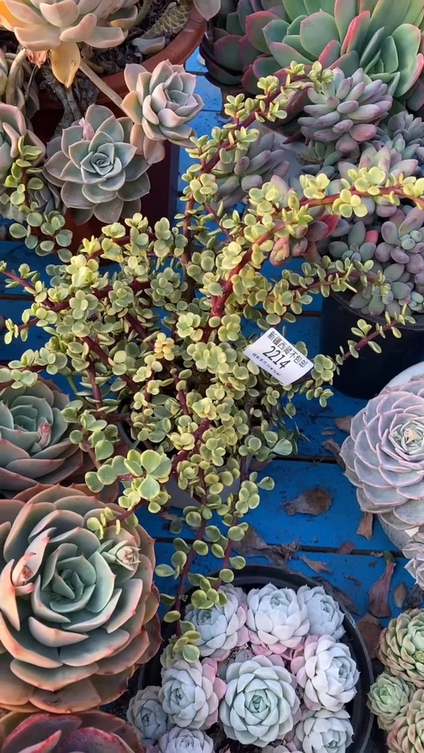 【闪购商品】2214金枝玉叶