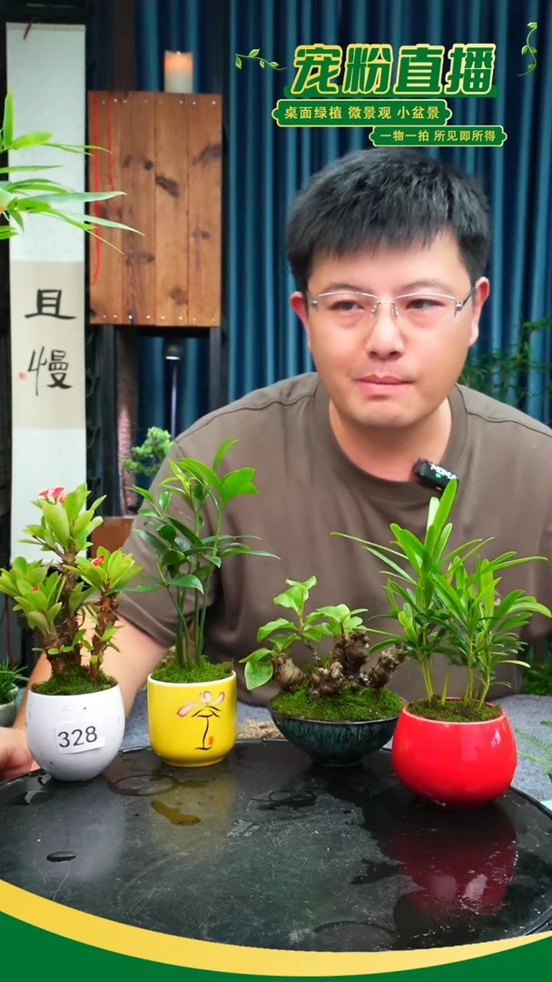 无花朵Z****i苔藓微景观328号