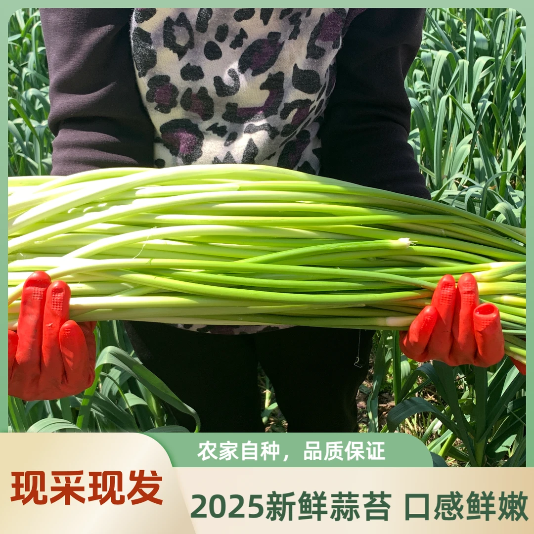 【现采现发】2025年露天新鲜蒜苔清脆可口优质白帽蒜薹