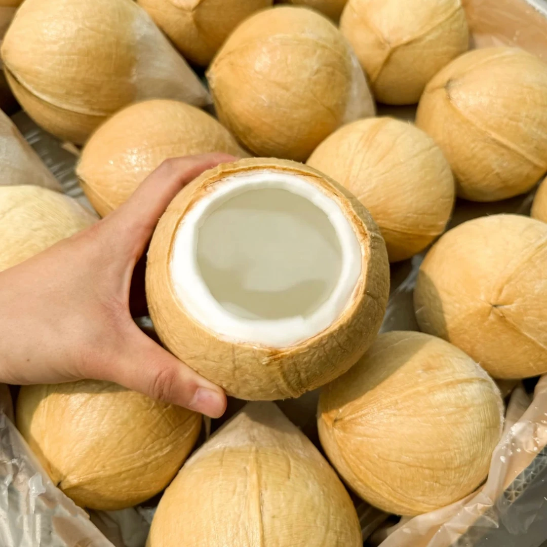 【小时达】泰国进口奶香椰皇 椰香浓郁 口感清甜5-15颗单果450-600g椰青的爸爸叫椰皇