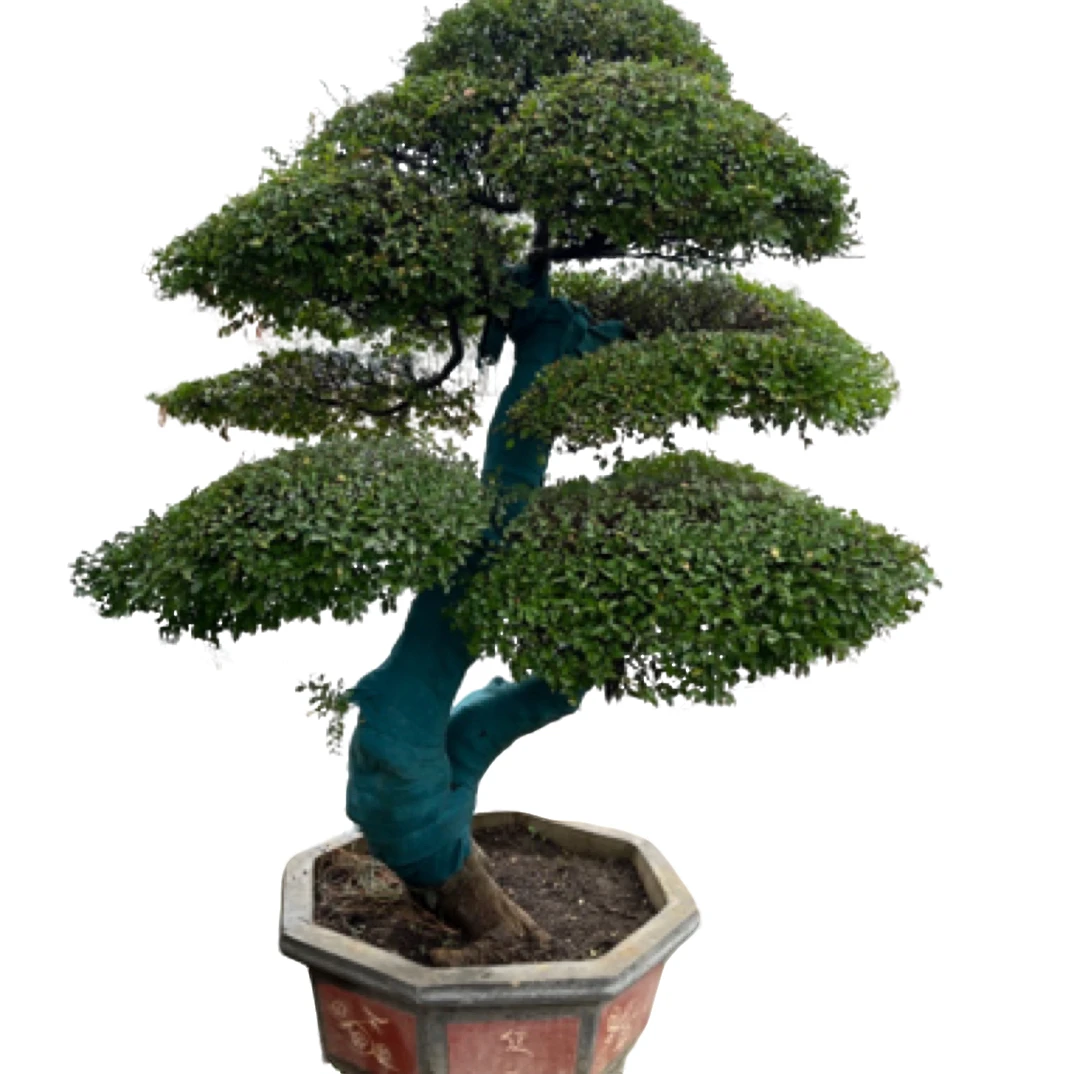 庭院造型小叶迎客松盆景大型景观地景树