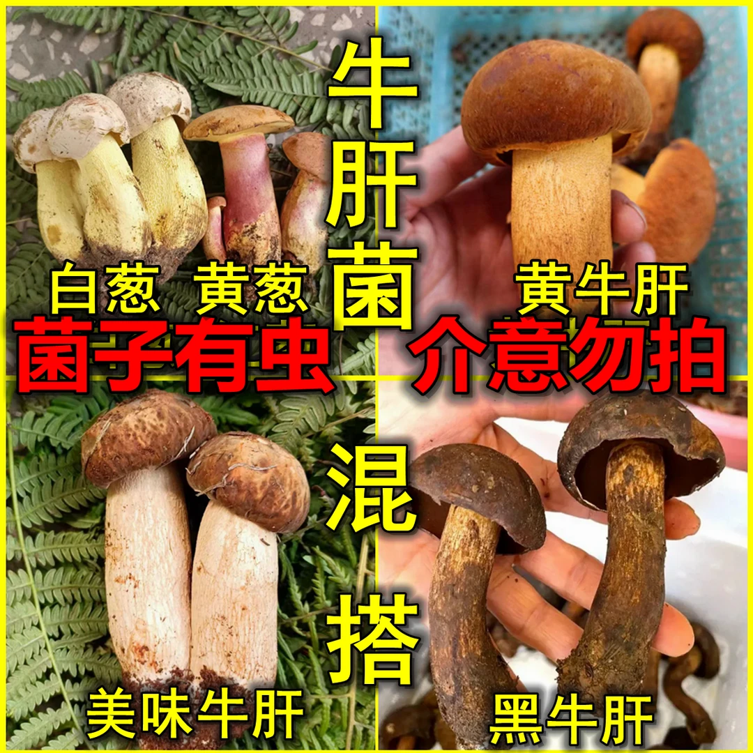 云南新鲜牛肝菌混搭 组合炖汤炒250g-1000g 有虫介意勿拍