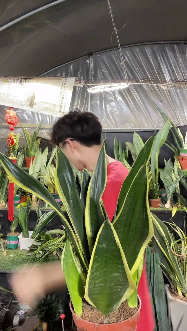 霸王兰带盆土17.8