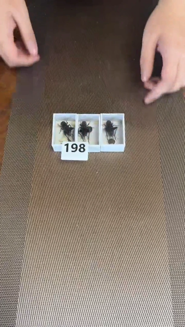 黑虫  三只      198
