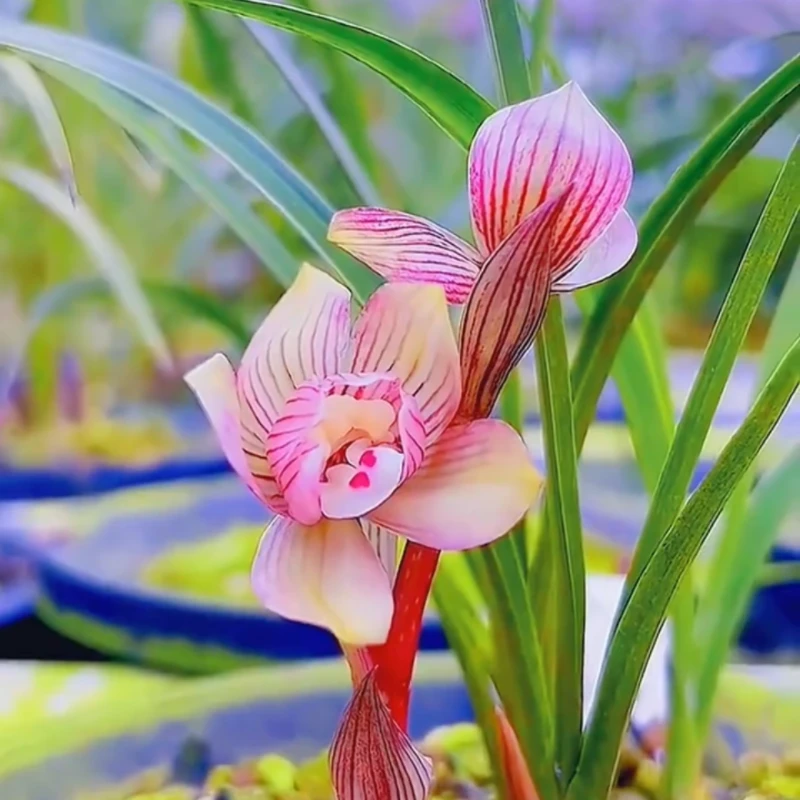 春兰红塔宝鼎带花苞浓香兰花苗客厅阳台绿植花卉盆栽植物好养