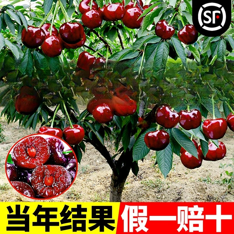 正宗车厘子树苗智利科迪亚黑珍珠盆栽南方北方种植大樱桃树苖果苗