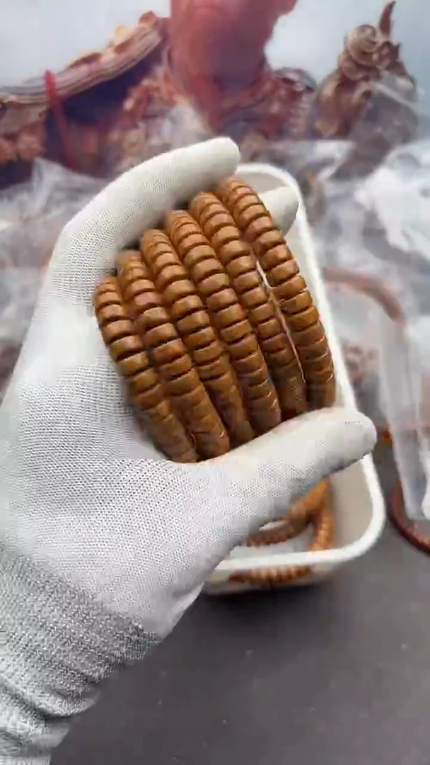 手串紫金鼠紫金鼠52药片