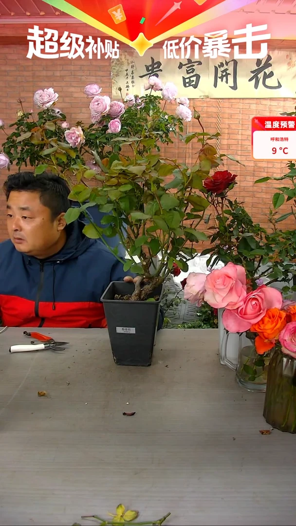 当前无花朵，栽培后可花朵粉荔枝