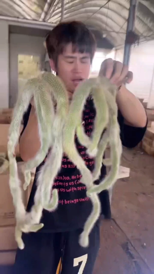 2颗 多头 九尾狐【无根】