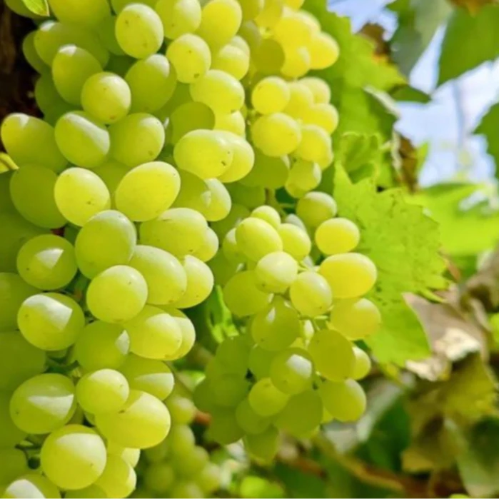 【韩大乐】新疆甜地球葡萄一箱2.5斤以上新疆维吾尔自治区