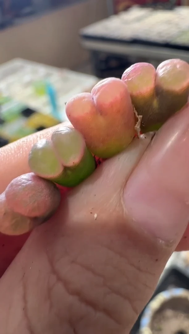 100多肉植物肉锥丘比特磁铁一颗