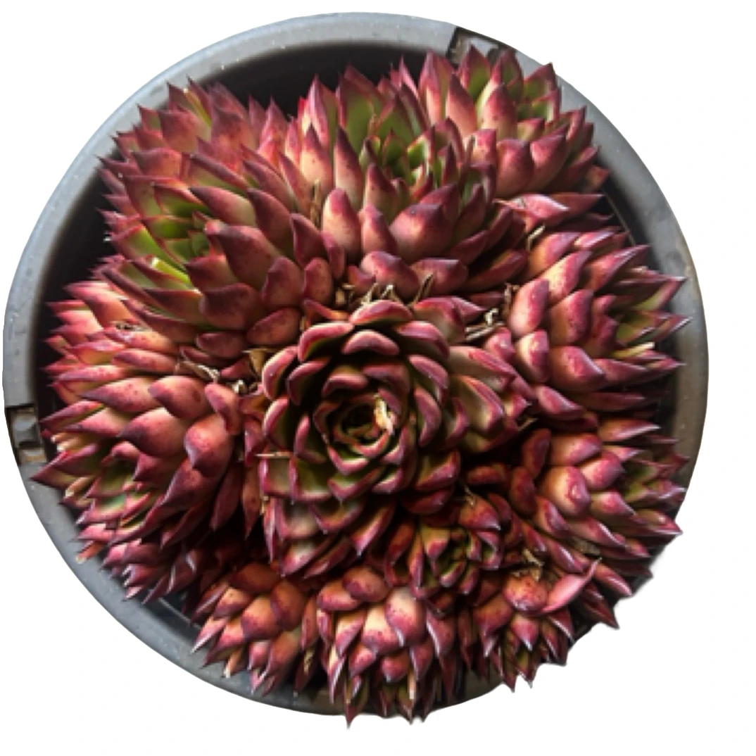 眼镜多肉（吉赛尔）整装老桩飘枝盆栽多肉