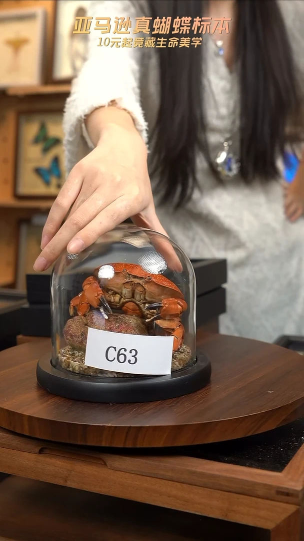 红蟹玻璃罩款c63