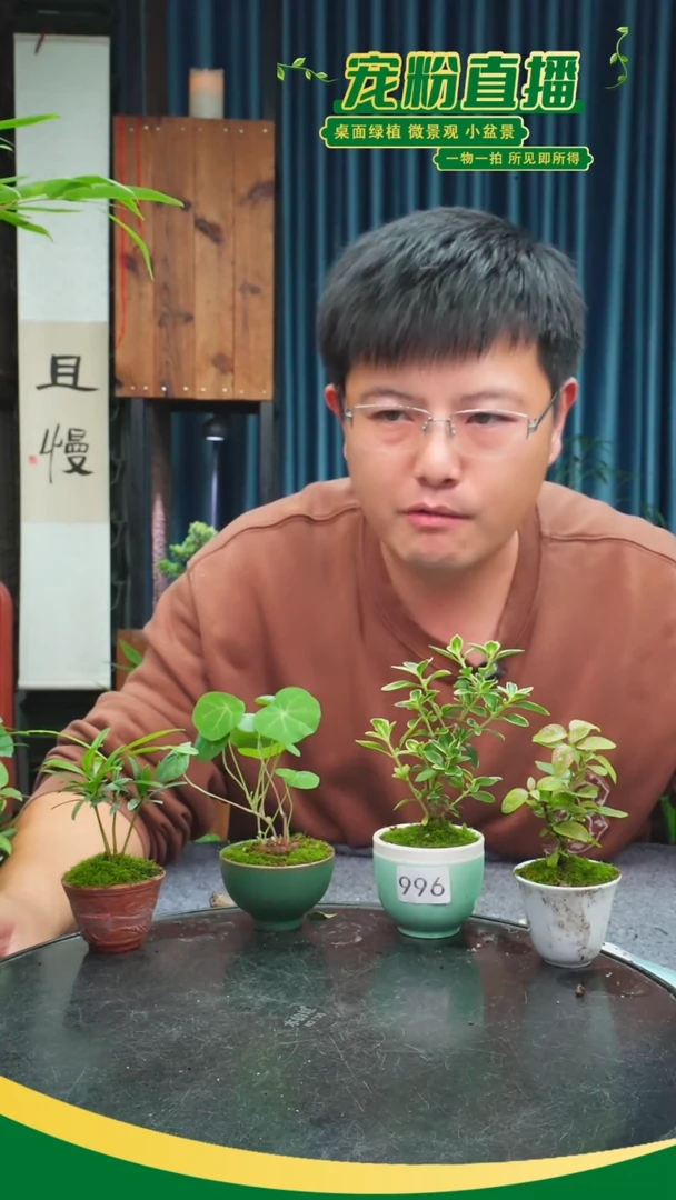 无花朵桃****y苔藓微景观996号