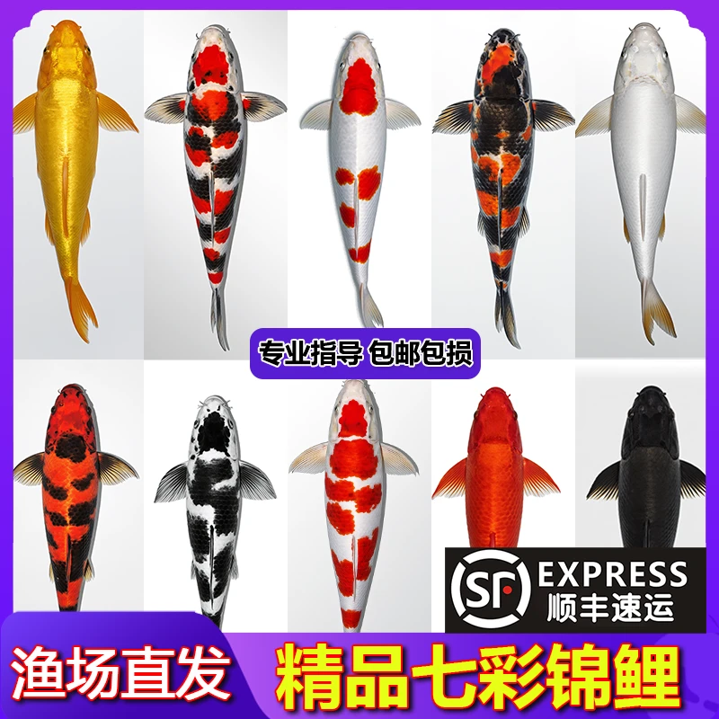【10-12cm】黄1红草1黑1白1德系1共五条锦鲤金鱼观赏鱼