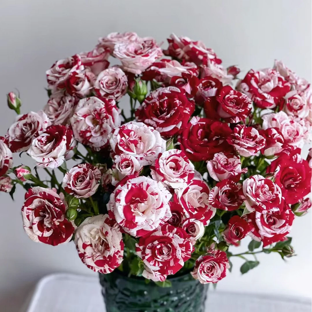 鸳鸯多头玫瑰-家养鲜花云南基地直发-任意两单包邮