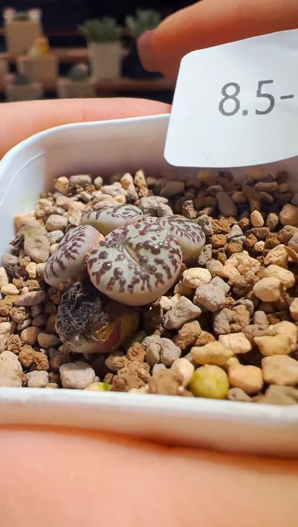 639..................