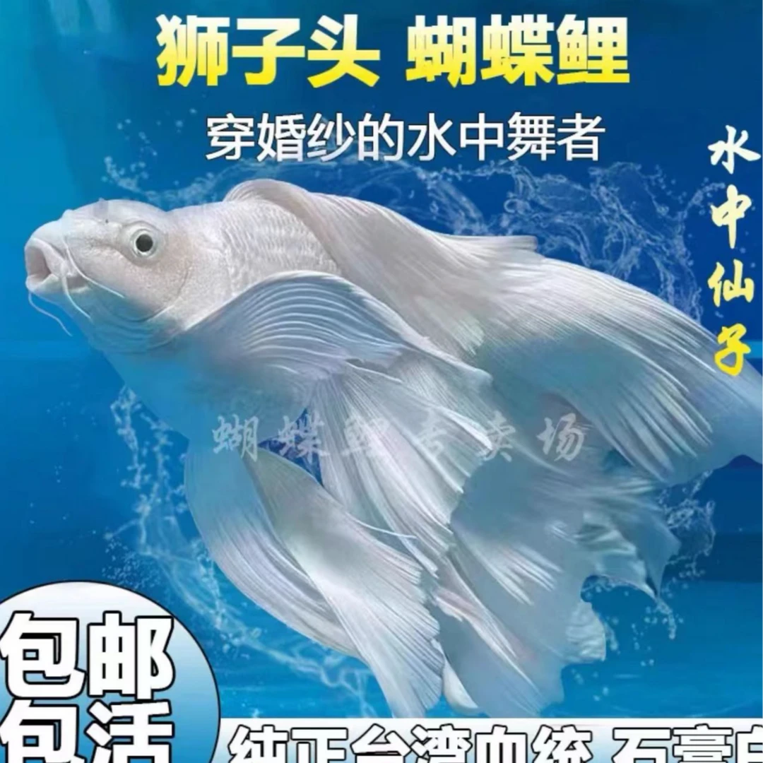 精品渔场16-18cm蝴蝶鲤鱼好养混养观赏鱼