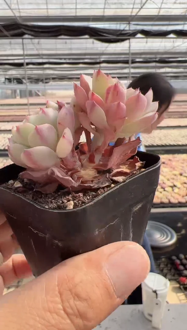 【闪购商品】新款多肉-255