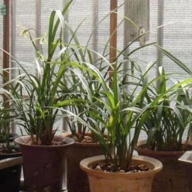 本店有黄扬、金弹子、苟子、火棘、罗汊松、兰花等