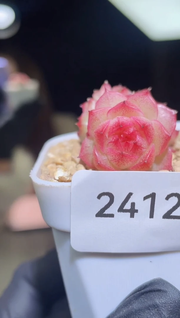 闪购2412 心跳（三头发货） 多肉一颗 3.5-4.0 厘米左右