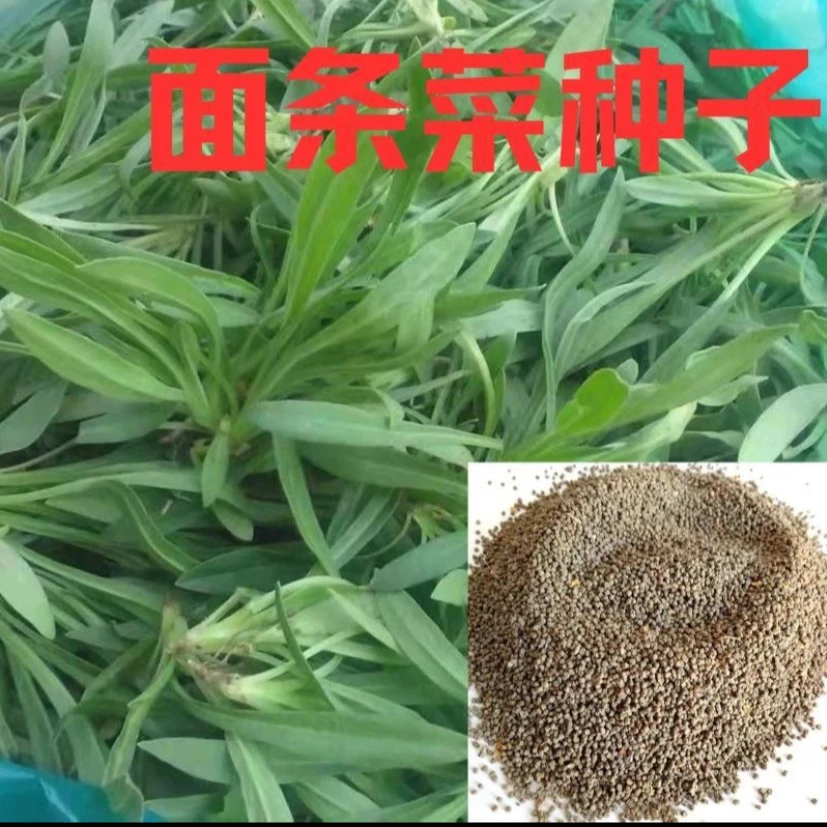 【面条菜种子】四季播春秋露地阳台菜园面条菜菜籽农家蔬菜种子
