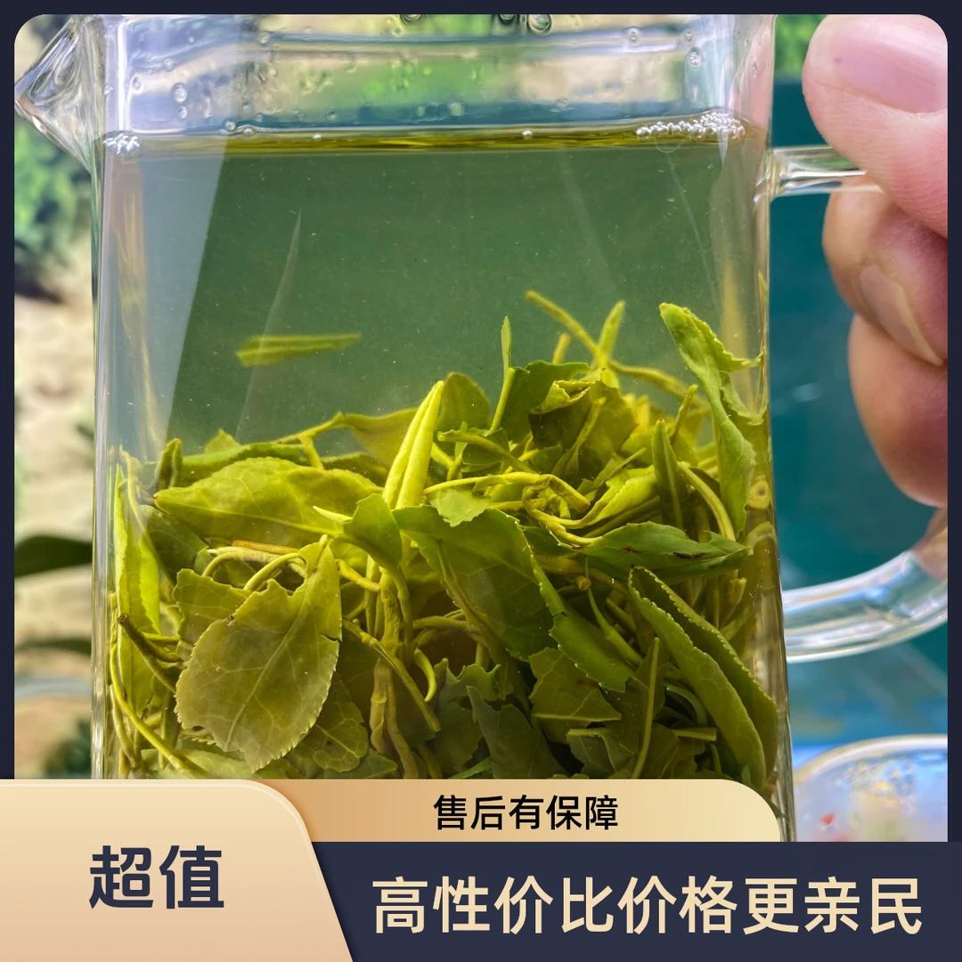 {春茶}日照绿茶豆香绿茶原产地新茶一级绿茶新茶