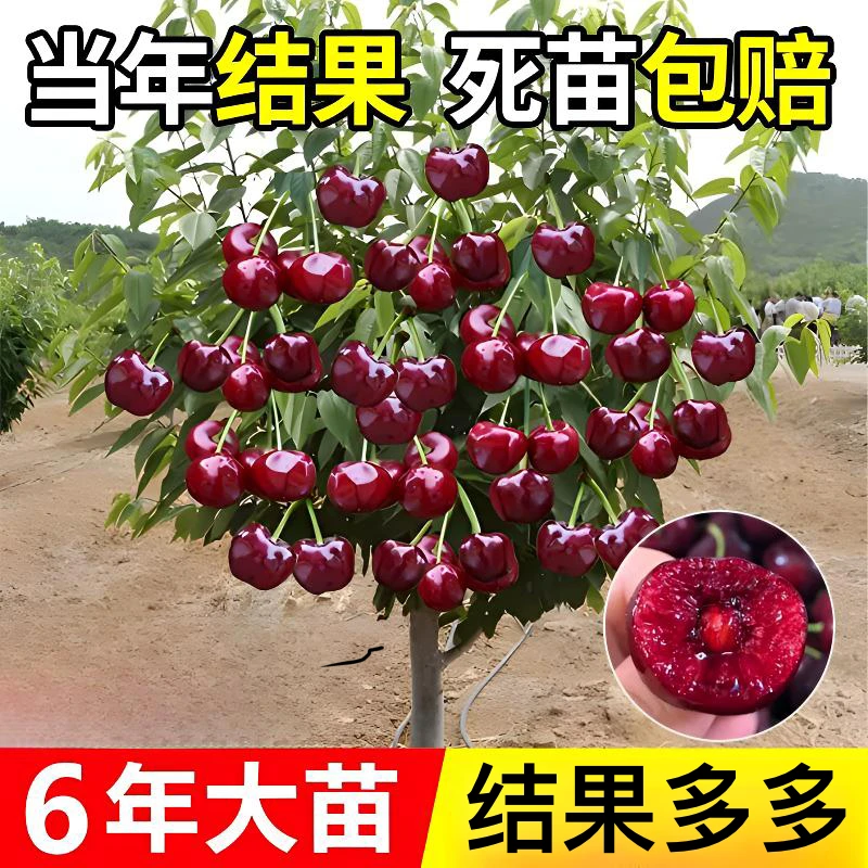 大樱桃树苗樱桃树苗南方北方种植盆栽庭院果树矮化大樱桃苗樱桃树