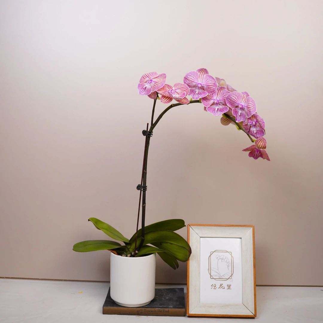 朝暮里蝴蝶兰（天王星全花）开花珠发货