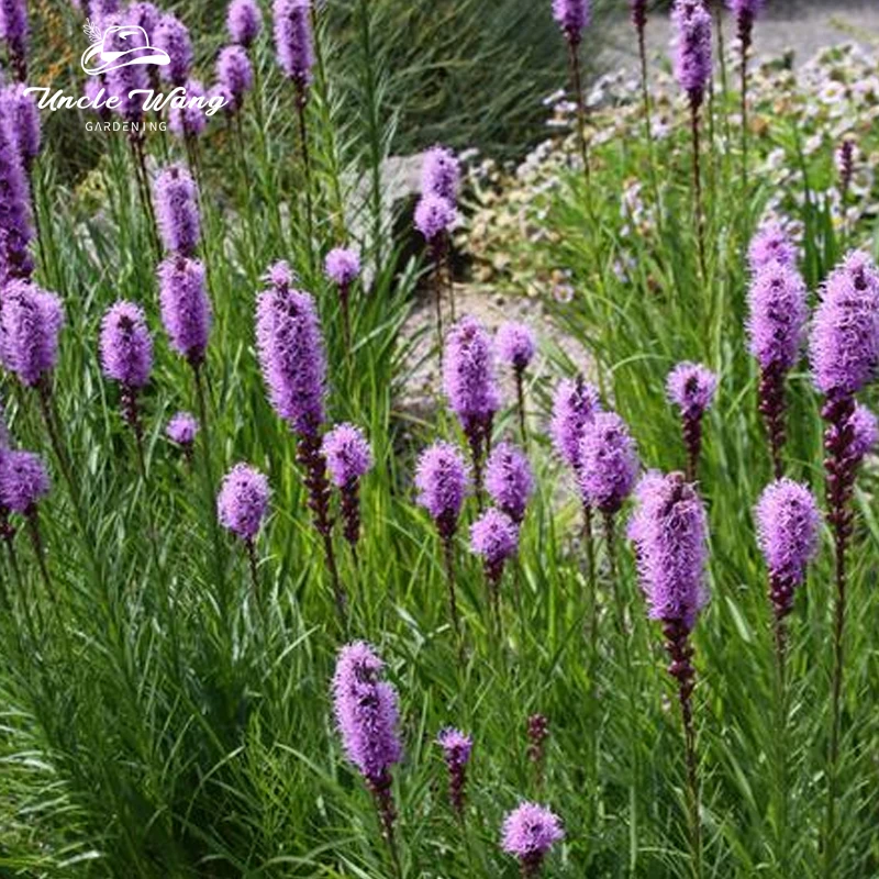 种花王大爷 蛇鞭菊宿根花卉多年生耐热耐寒庭院花园花镜观花植物