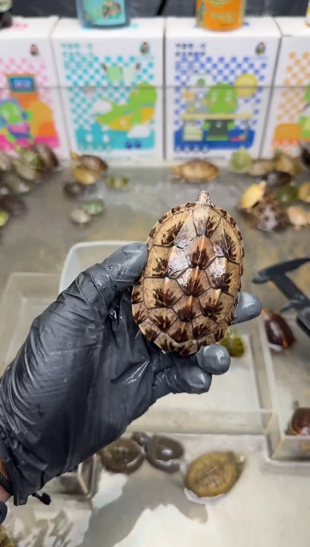 不分公母宠物龟墨西哥墨西哥墨西哥