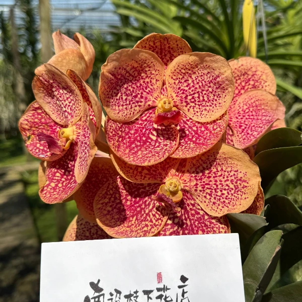 【南诏特级】 泰国阿迪萨卡粉 万代兰 绚丽多彩，爆花量大养护难度低