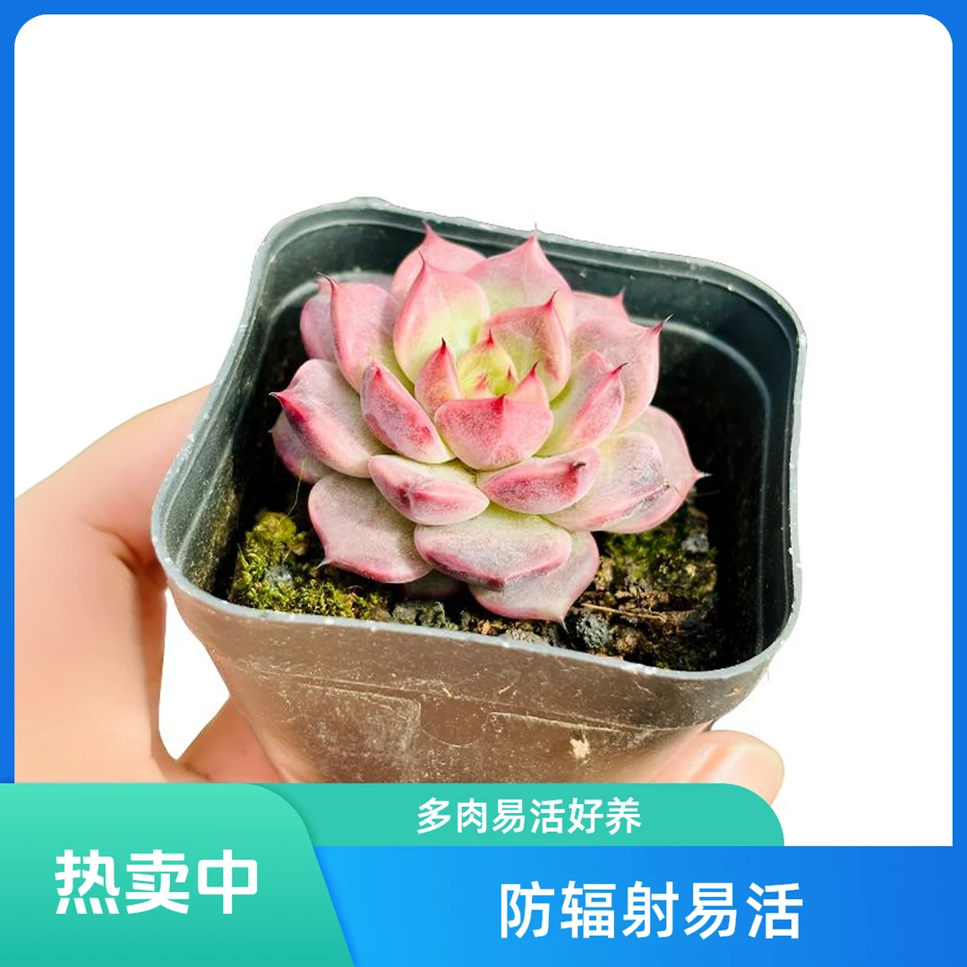 网红神笛多肉植物阳台好养防辐射办公室