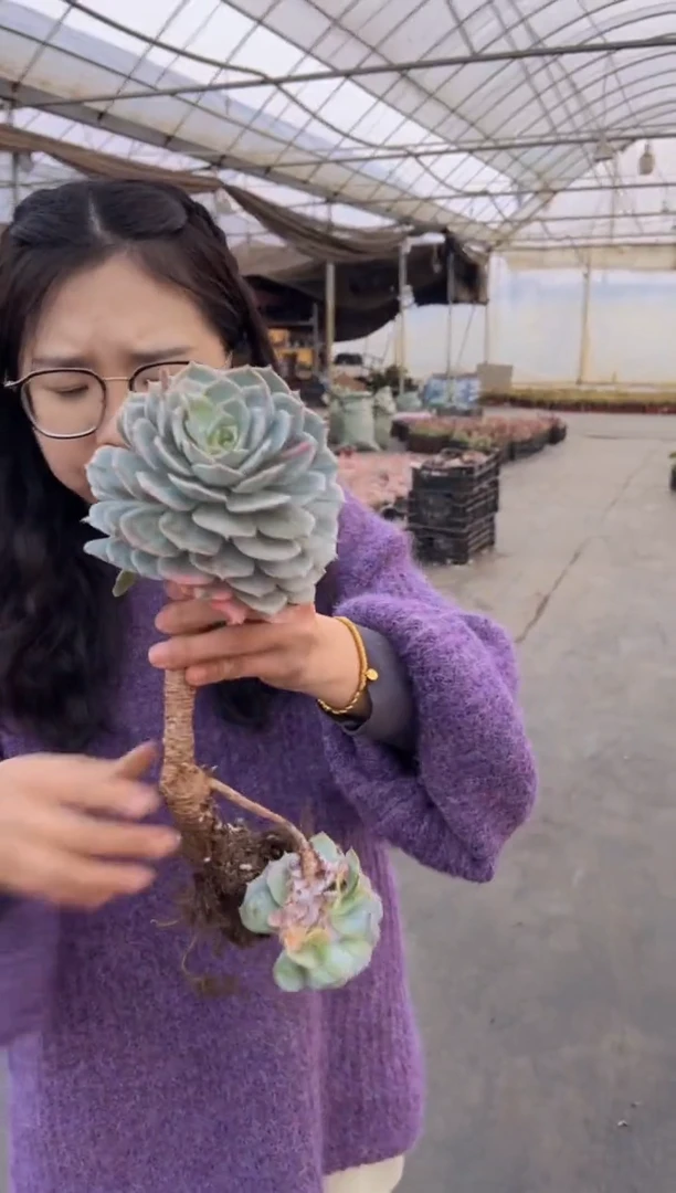 【闪购商品】59-雪玉长腿高20CM6.8