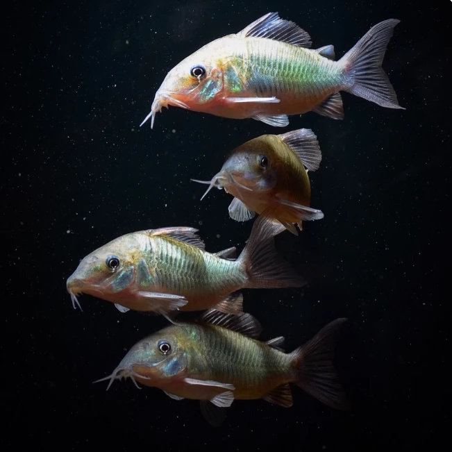 青铜B鼠 青铜b鼠鱼 青铜币 南美底栖鼠热带观赏清洁鱼