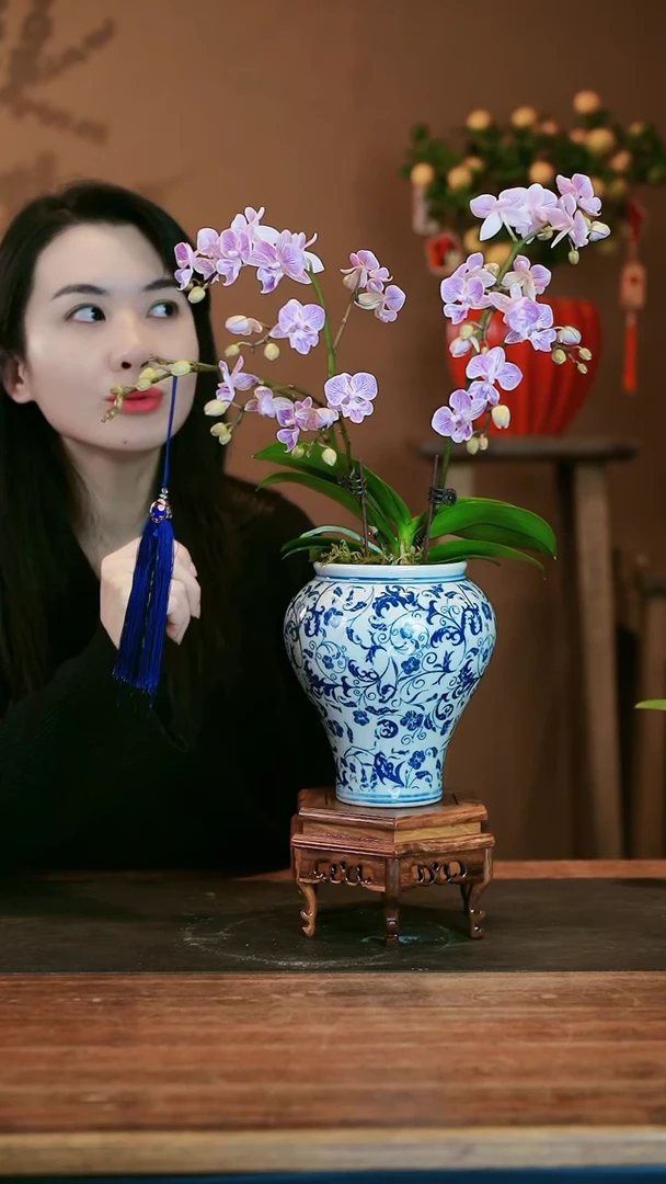 【闪购商品】盆景梦境