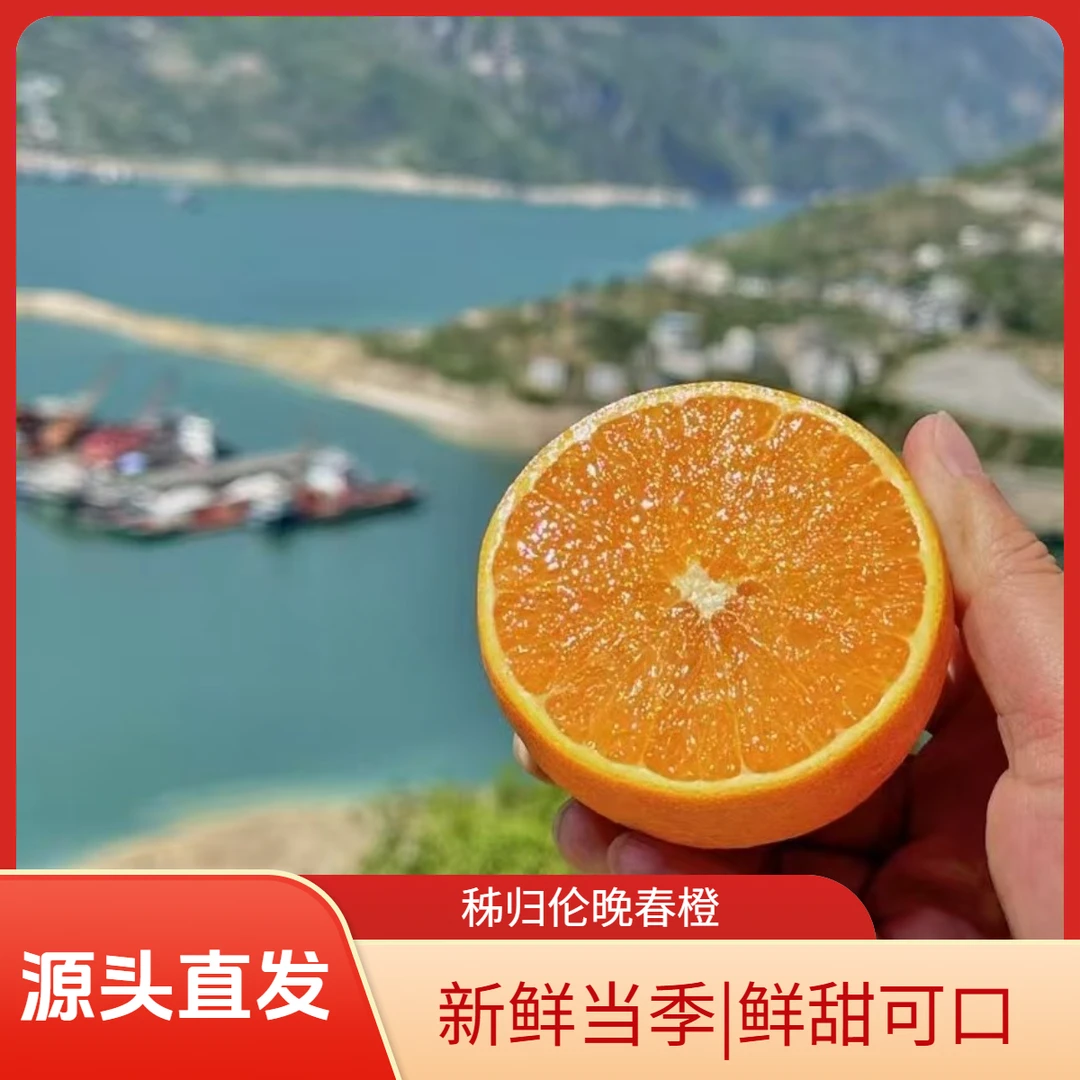 湖北秭归伦晚新鲜水果酸甜可口现摘现发