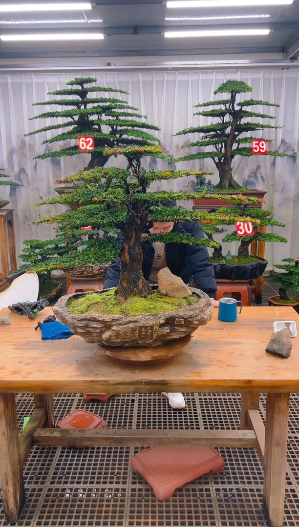 无花朵云*精品盆景直播间一物一拍