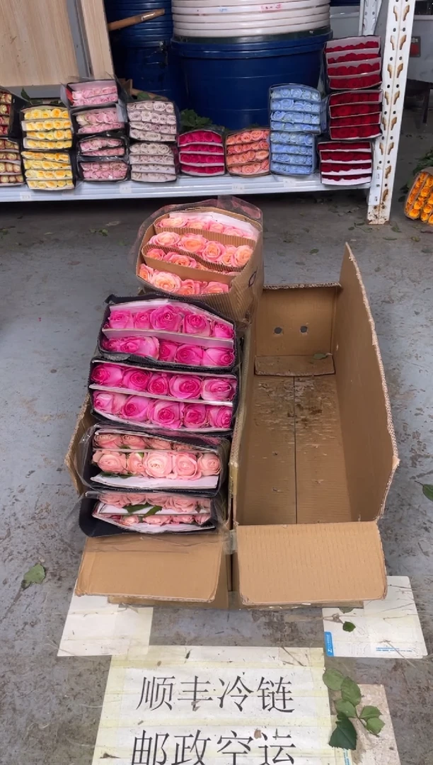 凯瑟琳20枝+糖果20枝+朱小姐20枝