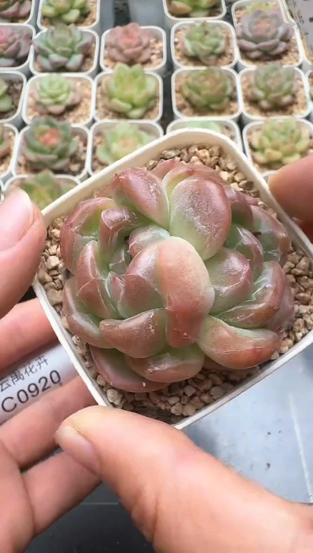 919C云禹多肉植物 带盆土纸巾打包 3颗包邮