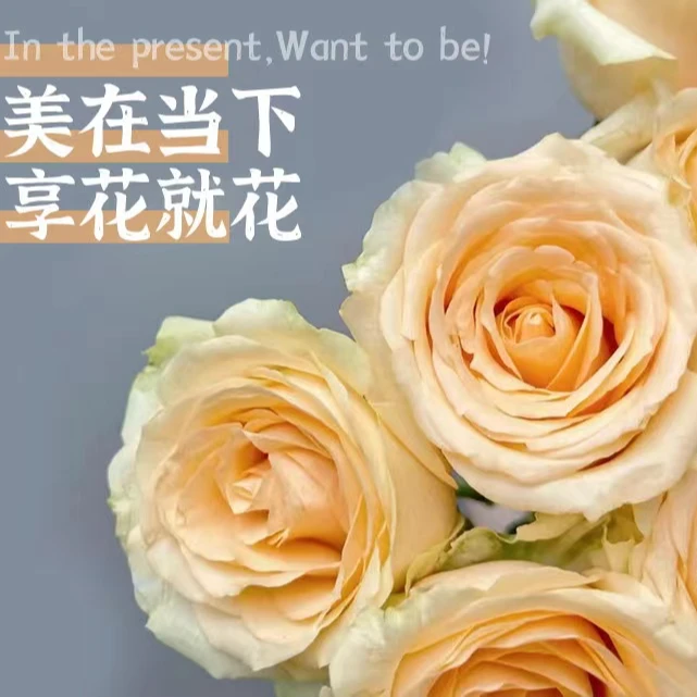 顺丰一单包邮蜜桃雪山玫瑰花 香槟玫瑰鲜花 花店常用鲜花基地直发