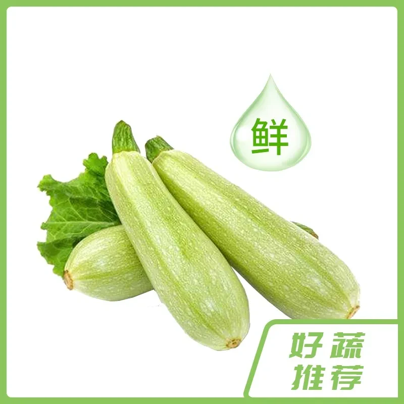 西葫芦【蔬菜】