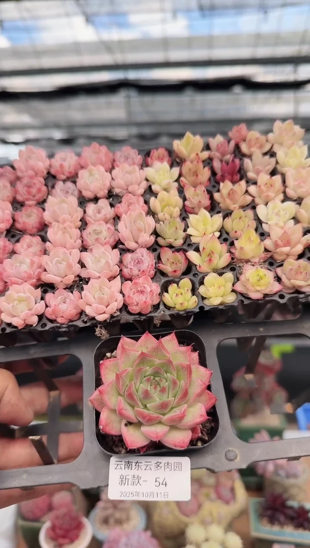 东云多肉园新款-54