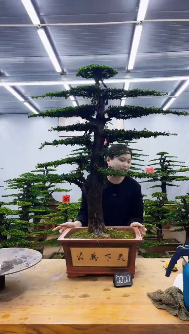 无花朵一物一拍，所见即所得