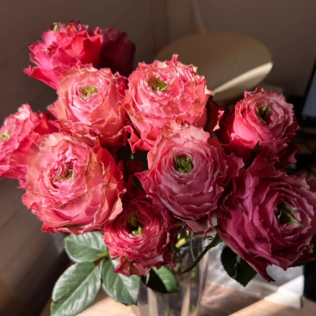 伯利兹，单头玫瑰，1单包邮，2单升级顺丰冷链，距远的发德邦